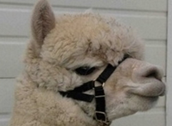 ALPAKAHALFTER ZEPHYR S EU B2Bblau