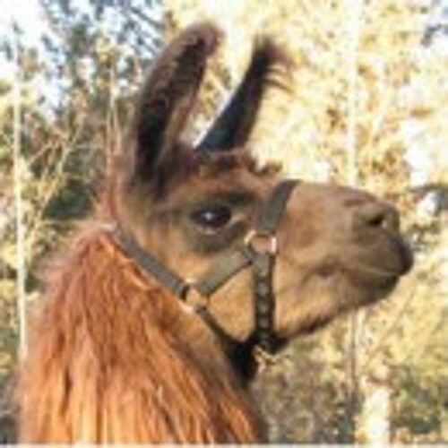 LAMAHALFTER  ZEPHYR L  EU B2Bblau