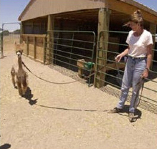 TRAININGSFÜHRLEINE MIT VERLÄNGERUNG B2Brot