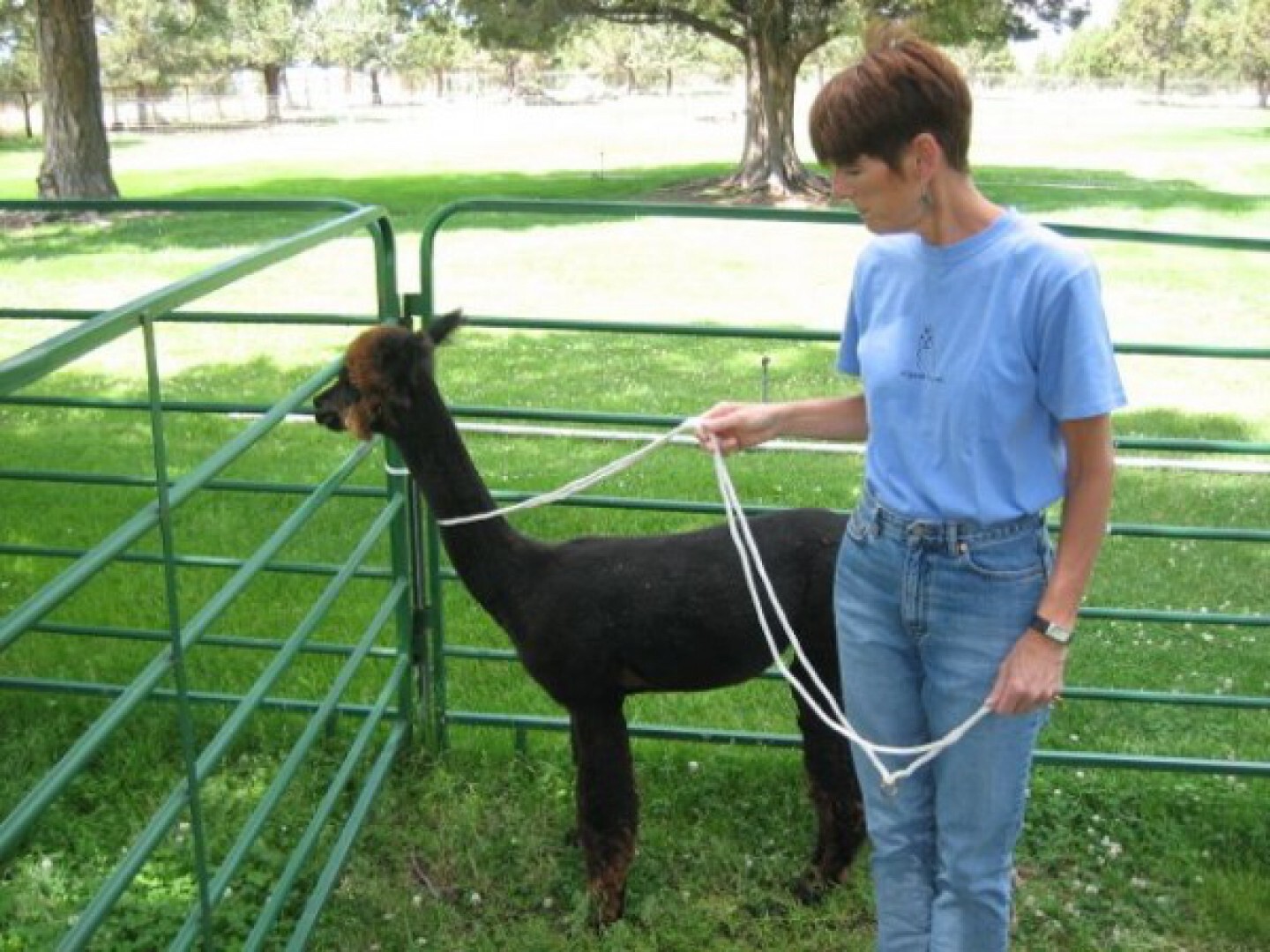 Fang-oder Trainingsseil EU B2B